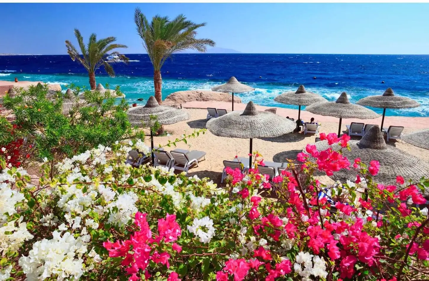 A tropical beach resort in Egypt with blooming flowers and palm trees overlooking the ocean, representing the top things to do in Egypt.